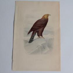 Gravure BUFFON L'Aigle Royal Rapace Oiseau XIXe siècle