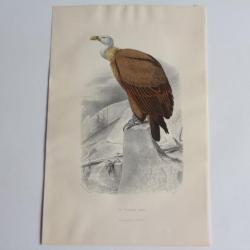 Gravure BUFFON Le Vautour Fauve Rapace Oiseau XIXe siècle