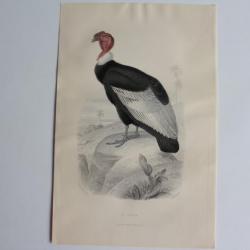 Gravure BUFFON Le Condor Rapace Oiseau XIXe siècle