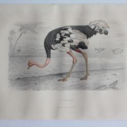Gravure BUFFON L'Autruche Oiseaux XIXe siècle