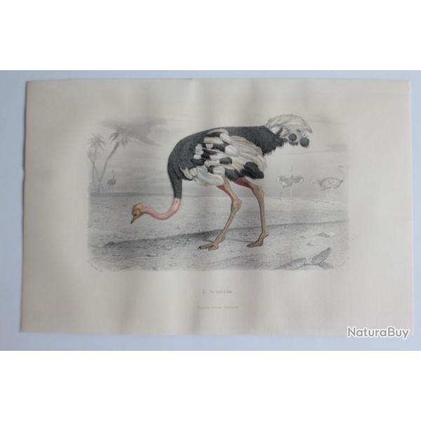 Gravure BUFFON L'Autruche Oiseaux XIXe sicle