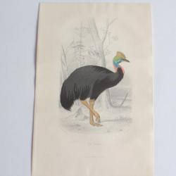 Gravure BUFFON Le Casoar Oiseaux XIXe siècle