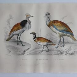 Gravure BUFFON Houbara Outarde Oiseaux XIXe siècle