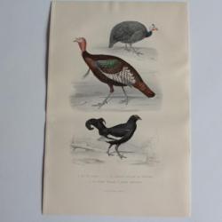 Gravure BUFFON Peintade Dindon Tétras Oiseaux XIXe siècle