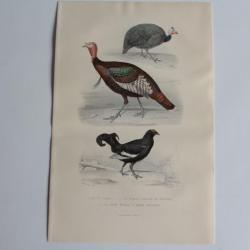 Gravure BUFFON  Peintade Dindon Tétras Oiseaux XIXe siècle