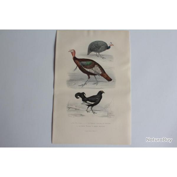 Gravure BUFFON  Peintade Dindon Ttras Oiseaux XIXe sicle