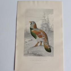 Gravure BUFFON Tétras Grand coq de Bruyère Oiseaux XIXe siècle