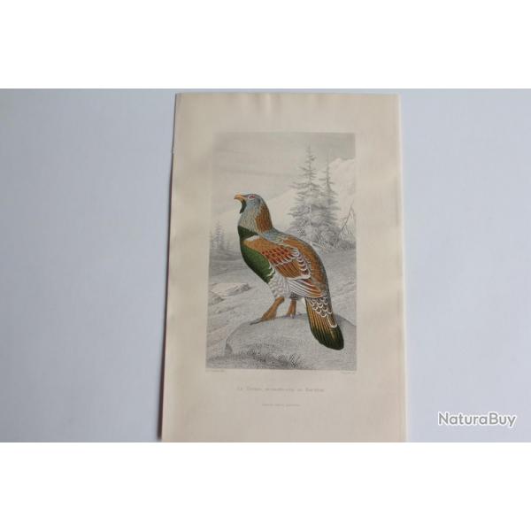Gravure BUFFON Ttras Grand coq de Bruyre Oiseaux XIXe sicle