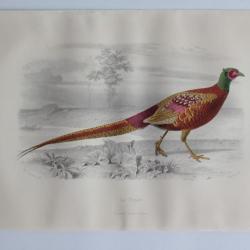 Gravure BUFFON Faisan Oiseaux XIXe siècle