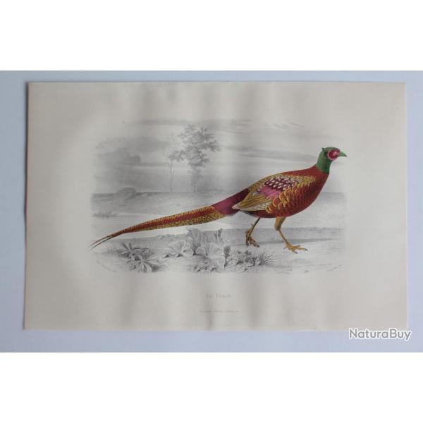 Gravure BUFFON Faisan Oiseaux XIXe sicle