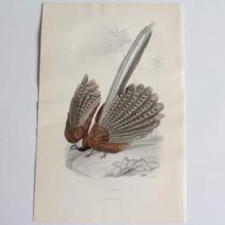 Gravure BUFFON L'Argus Oiseaux XIXe siècle