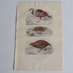 Gravure BUFFON Perdrix rouge Caille Perdrix grise Oiseaux XIXe siècle