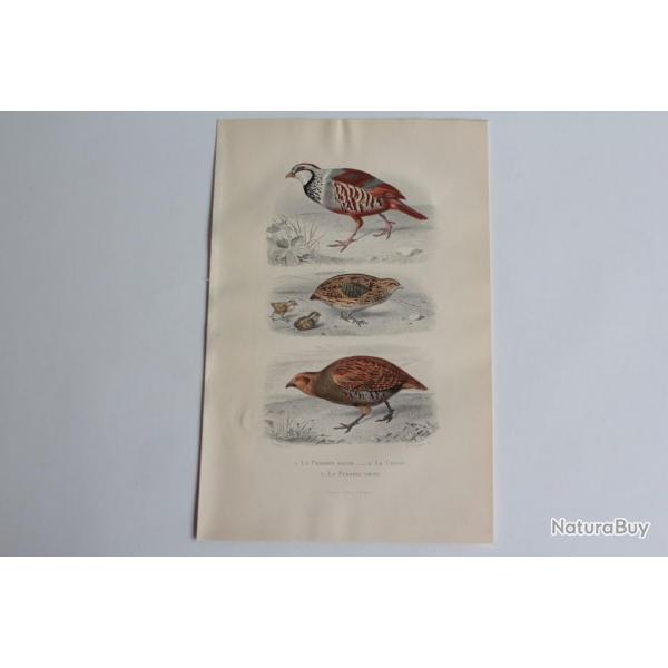 Gravure BUFFON Perdrix rouge Caille Perdrix grise Oiseaux XIXe sicle