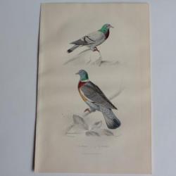 Gravure BUFFON Pigeons Biset Ramier Oiseaux XIXe siècle
