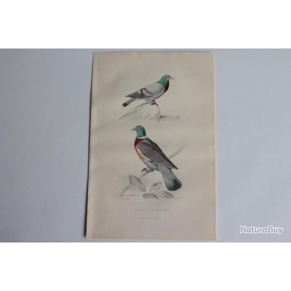 Gravure BUFFON Pigeons Biset Ramier Oiseaux XIXe sicle