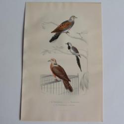 Gravure BUFFON Tourterelle Tourtelette Oiseaux XIXe siècle