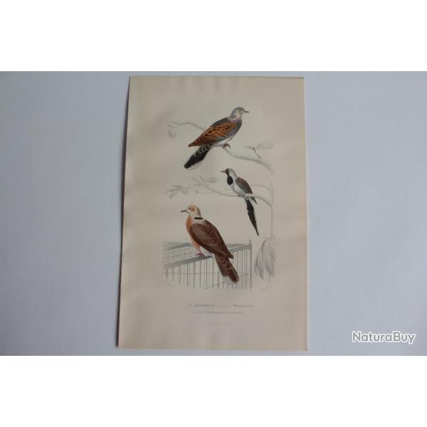 Gravure BUFFON Tourterelle Tourtelette Oiseaux XIXe sicle