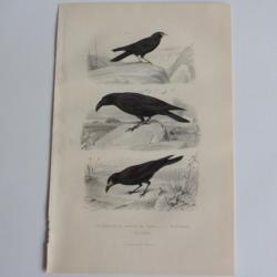 Gravure BUFFON Choquard Corbeau Freux Oiseaux XIXe siècle