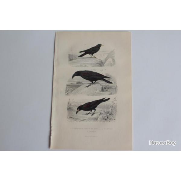 Gravure BUFFON Choquard Corbeau Freux Oiseaux XIXe sicle