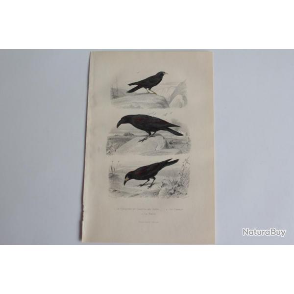 Gravure BUFFON Choquard Corbeau Freux Oiseaux XIXe sicle