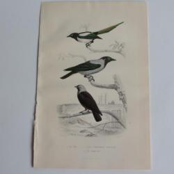 Gravure BUFFON Pie Corneille mantelée Choucas Oiseaux XIXe siècle