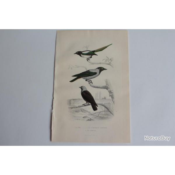 Gravure BUFFON Pie Corneille mantele Choucas Oiseaux XIXe sicle