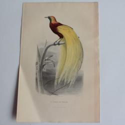 Gravure BUFFON L'Oiseau de Paradis XIXe siècle