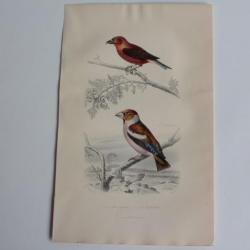 Gravure BUFFON Bec-croisé Gros-bec Oiseaux XIXe siècle