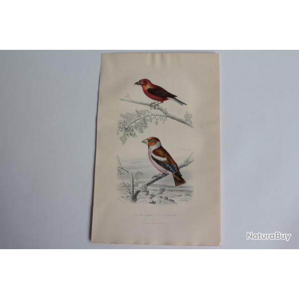 Gravure BUFFON Bec-crois Gros-bec Oiseaux XIXe sicle