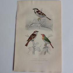 Gravure BUFFON Moineau Friquet Beaumarquet Oiseaux XIXe siècle