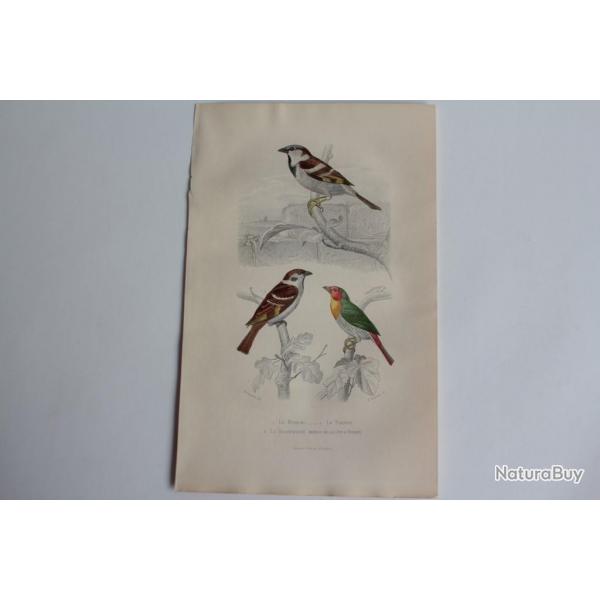 Gravure BUFFON Moineau Friquet Beaumarquet Oiseaux XIXe sicle