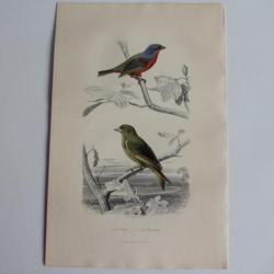 Gravure BUFFON Pape Verdier Oiseaux XIXe siècle