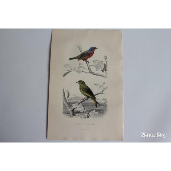 Gravure BUFFON Pape Verdier Oiseaux XIXe sicle