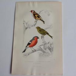 Gravure BUFFON Chardonneret Serin Bouvreuil Oiseaux XIXe siècle