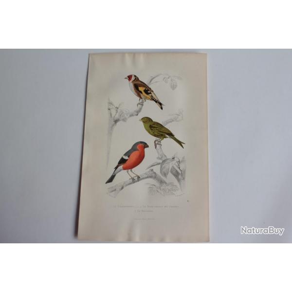 Gravure BUFFON Chardonneret Serin Bouvreuil Oiseaux XIXe sicle