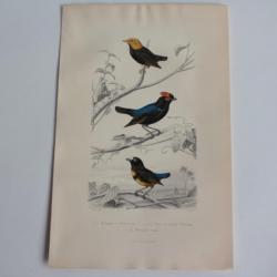 Gravure BUFFON Manakin Tigé Oiseaux XIXe siècle