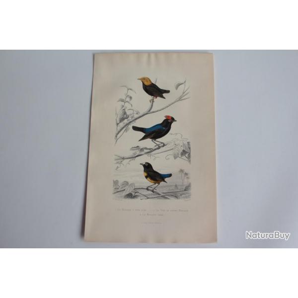Gravure BUFFON Manakin Tig Oiseaux XIXe sicle