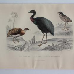 Gravure BUFFON Tinamou Agami Roi des fourmilières Oiseaux XIXe siècle