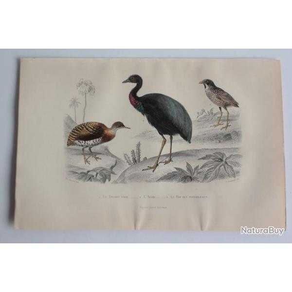 Gravure BUFFON Tinamou Agami Roi des fourmilires Oiseaux XIXe sicle