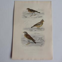 Gravure BUFFON Alouette Cochevis Calandre Oiseaux XIXe siècle