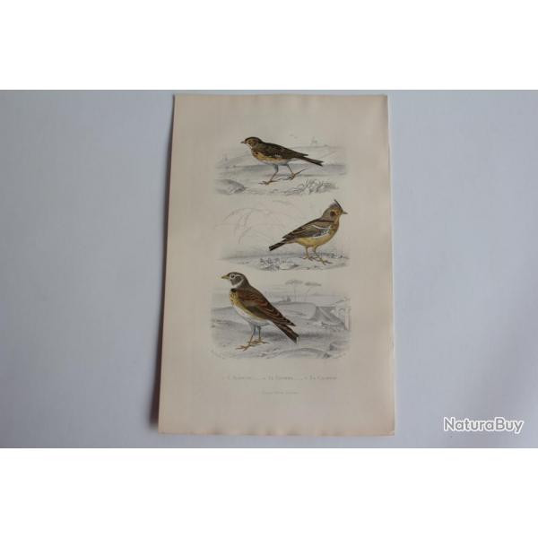 Gravure BUFFON Alouette Cochevis Calandre Oiseaux XIXe sicle