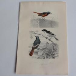Gravure BUFFON Rossignol Bec-figue Rouge-queue Oiseaux XIXe siècle