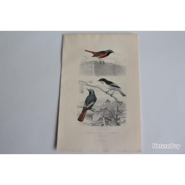 Gravure BUFFON Rossignol Bec-figue Rouge-queue Oiseaux XIXe sicle