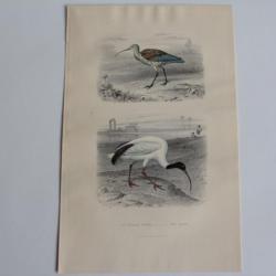 Gravure BUFFON Courlis Ibis Oiseaux XIXe siècle