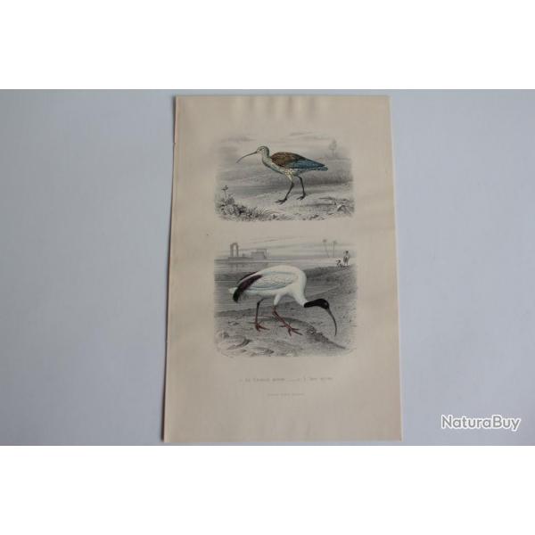 Gravure BUFFON Courlis Ibis Oiseaux XIXe sicle