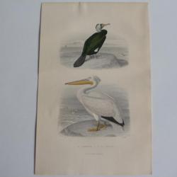 Gravure BUFFON Cormoran Pélican Oiseaux XIXe siècle