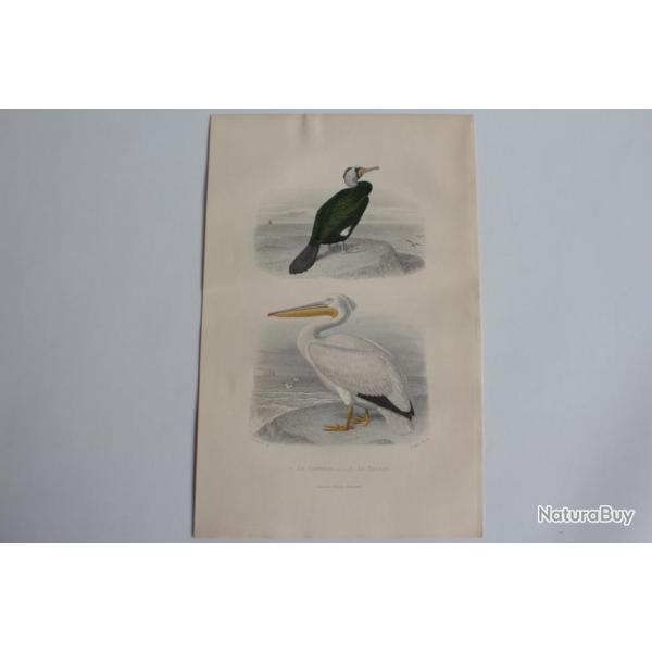 Gravure BUFFON Cormoran Plican Oiseaux XIXe sicle
