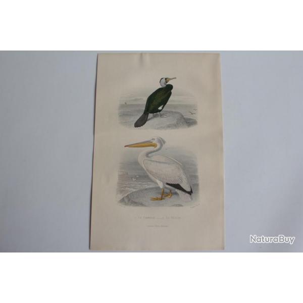 Gravure BUFFON Cormoran Plican Oiseaux XIXe sicle