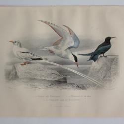 Gravure BUFFON Oiseau Tropiques Hirondelle de mer Guifette XIXe siècle