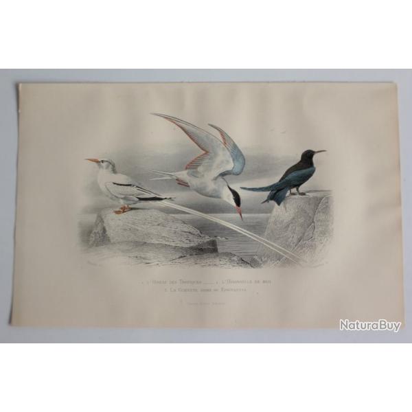 Gravure BUFFON Oiseau Tropiques Hirondelle de mer Guifette XIXe sicle